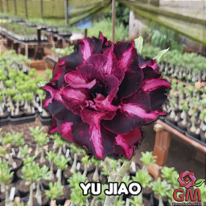 0084 - Rosa do Deserto - YU JIAO