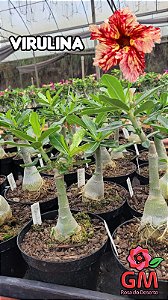 0085 - Rosa do Deserto - VIRULINA Com Variegação