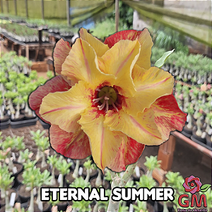 0087 - Rosa do Deserto - ETERNAL SUMMER