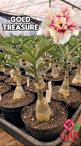 0088 - Rosa do Deserto - GOLD  TREASURE
