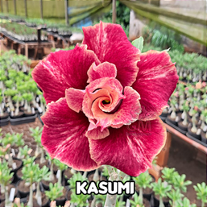 0089 - Rosa do Deserto - KASUMI