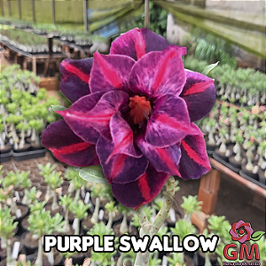 0090 - Rosa do Deserto - PURPLE SWALLOW