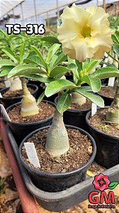 0091 - Rosa do Deserto - TS-316