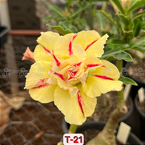 0092 - Rosa do Deserto - T 21