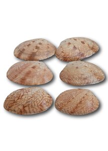 Kit 6 Conchas Marinhas Naturais Para Artesanatos Ref. 2152