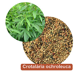 Sementes de Crotalaria Ochroleuca