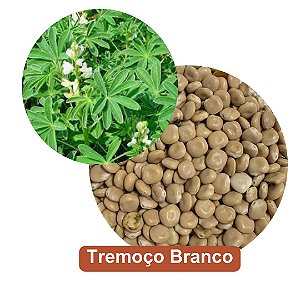 Sementes de Tremoço Branco