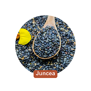 20 KG Semente de Crotalaria Juncea - PROMOÇÃO