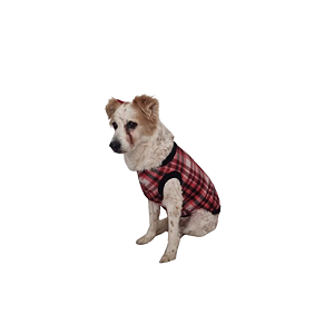 Molde de Roupa kit Modelagem de Cachorro Médio 09-10-11-12
