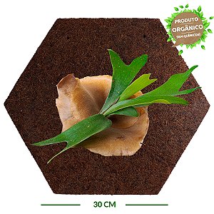 Placa de Fibra de Coco Colmeia 30 cm - Orquídea Chifre de Veado - Coquim