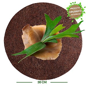 Placa de Fibra de Coco Redonda 30 cm - Orquídea Chifre de Veado - Coquim