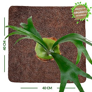 Placa de Fibra de Coco 40x40 cm - Orquídea Chifre de Veado - Coquim