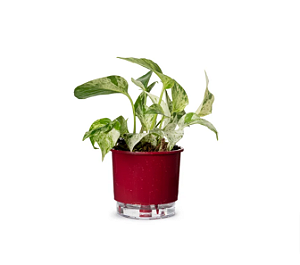 Vaso Autoirrigável N 02 - Pequeno - Geleia de Framboesa - 12 x 11cm - Coleção Terrazzo Raiz