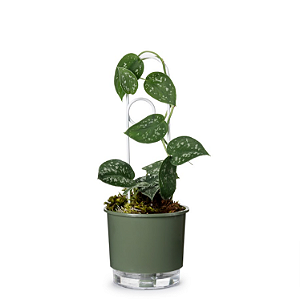 Vaso Autoirrigável N 02 - Pequeno - Verde Militar - 12 x 11cm - Raiz