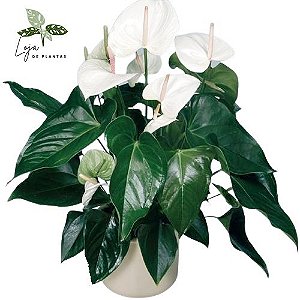 Antúrio Branco - Loja de plantas Ornamentais - Plantas naturais e mudas