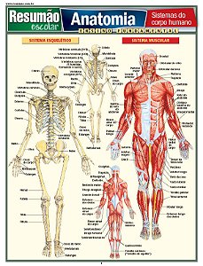 Livro Anatomia