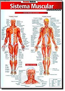 Livro Sistema muscular avançado