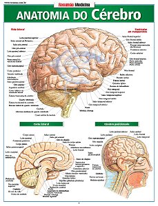 Livro Anatomia do cérebro