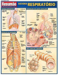 Sistema respiratório