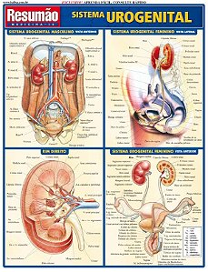 Sistema urogenital