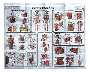 Corpo Humano