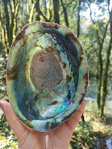 Abalone