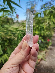 Mestre Semente Estelar