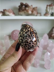 Concha Cipreia-tigre