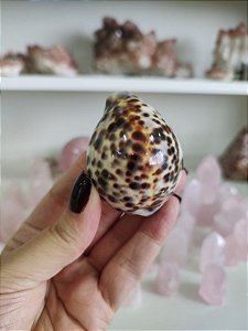 Concha Cipreia-tigre