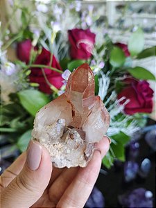 Drusa Lemuriana Rosa