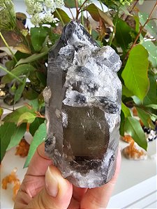 Mestre Negro Autocurado