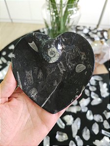 Bowl Fossilização de Orthocera