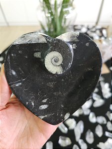 Bowl Fossilização de Orthocera