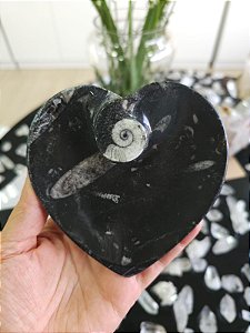 Bowl Fossilização de Orthocera