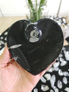 Bowl Fossilização de Orthocera