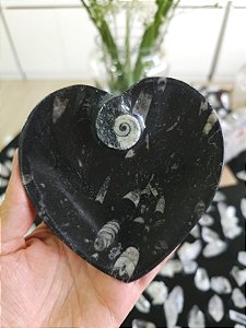 Bowl Fossilização de Orthocera