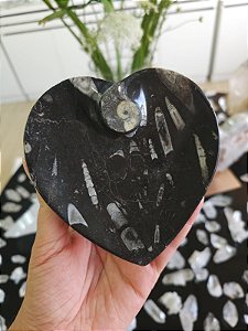 Bowl Fossilização de Orthocera