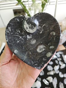 Bowl Fossilização de Orthocera