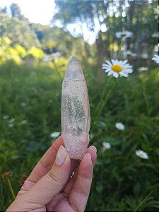 Mestre Lemuriano com Imprint Rosa