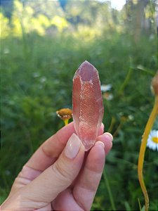 Mestre Lemuriano  Rosa