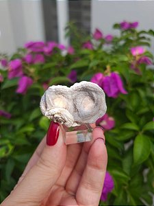 Galáxia de Calcedônia