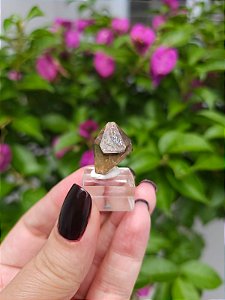 Citrino Elestial  em Formação Natural