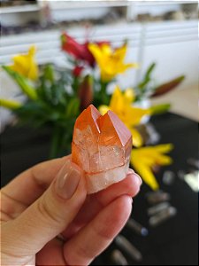 Ponta Tangerina Gêmeo