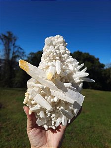 Drusa Neve Branca e Dourada