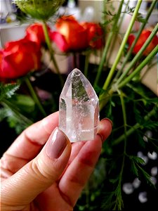 Mestre Lemuriano Semi Polido