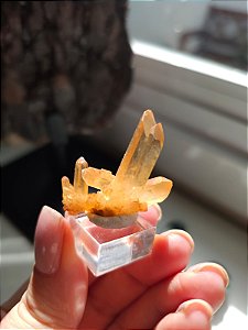 Drusa Tangerina