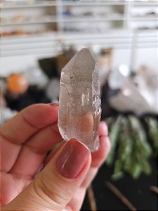 Mestre Semente Estelar