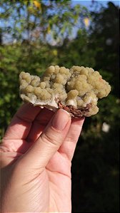 Calcedônia Floresta