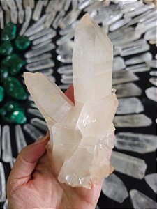 Drusa Pêssego Arquivista