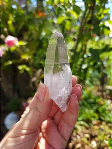 Lemuriano Rosa Autocurado